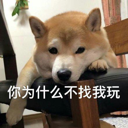 小柴犬的表情包来个热吻吗？宝贝儿