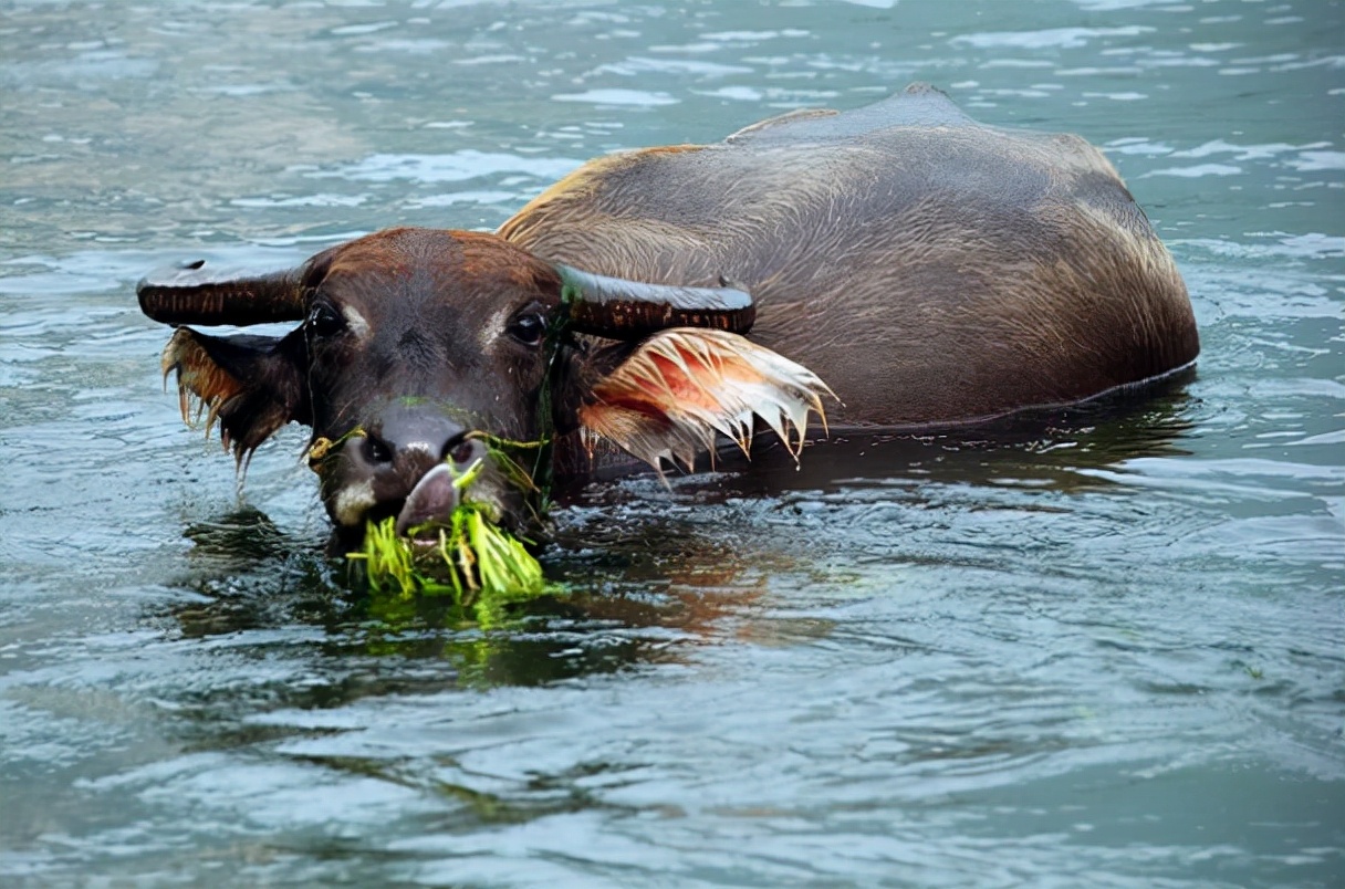 为何北方却没人养殖 为何北方却没人养殖猪 - 情书号