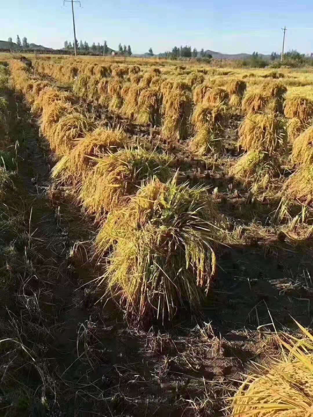 榆树市青山乡晟祺机械种植专业合作社