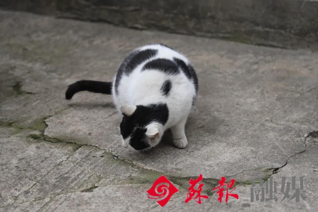 假期余额不足，苏州还有这十处美景值得打卡