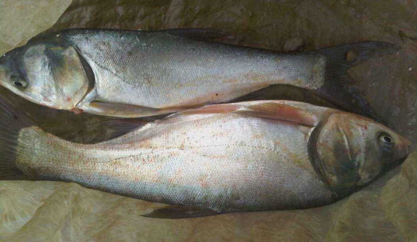 鰱魚怎么做好吃,鰱魚怎么做好吃又簡單家常的做法