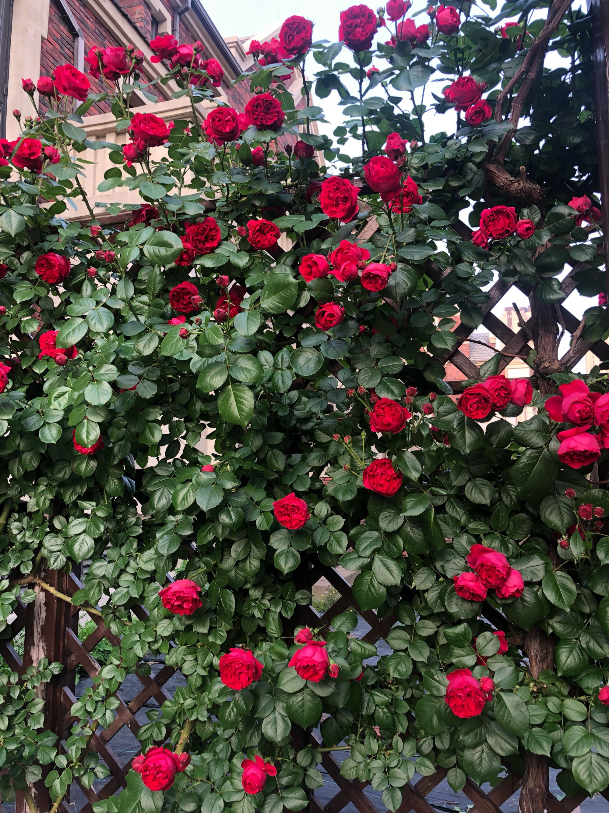 红龙月季的优缺点(红龙月季的养殖方法与好处)