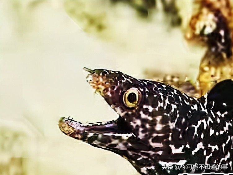 世界上最危险的海洋生物 探索神秘海洋十大最危险生物