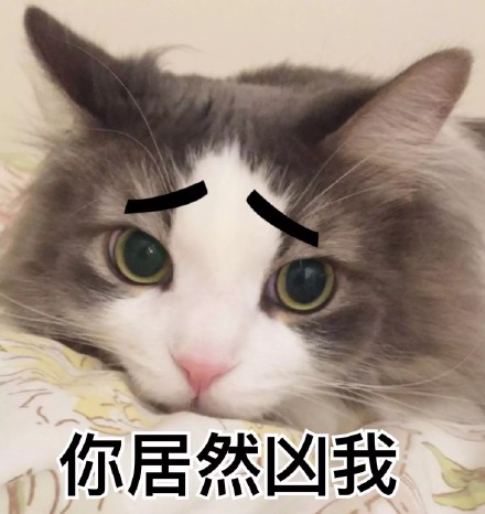 猫咪表情包：我投降我投降