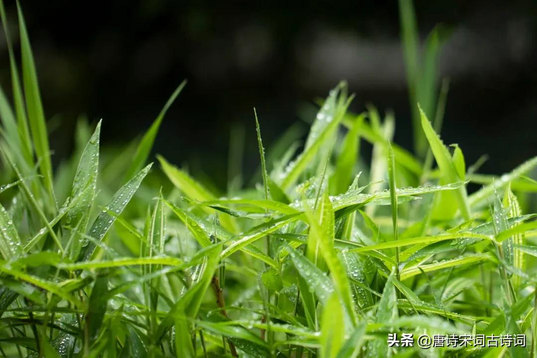 雨里有四季，雨里有年华