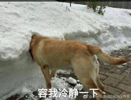 呆萌柴犬表情包：下面听我说，我们都是狗