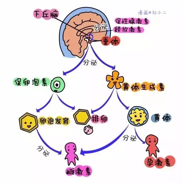 试管注射达菲林的作用是什么