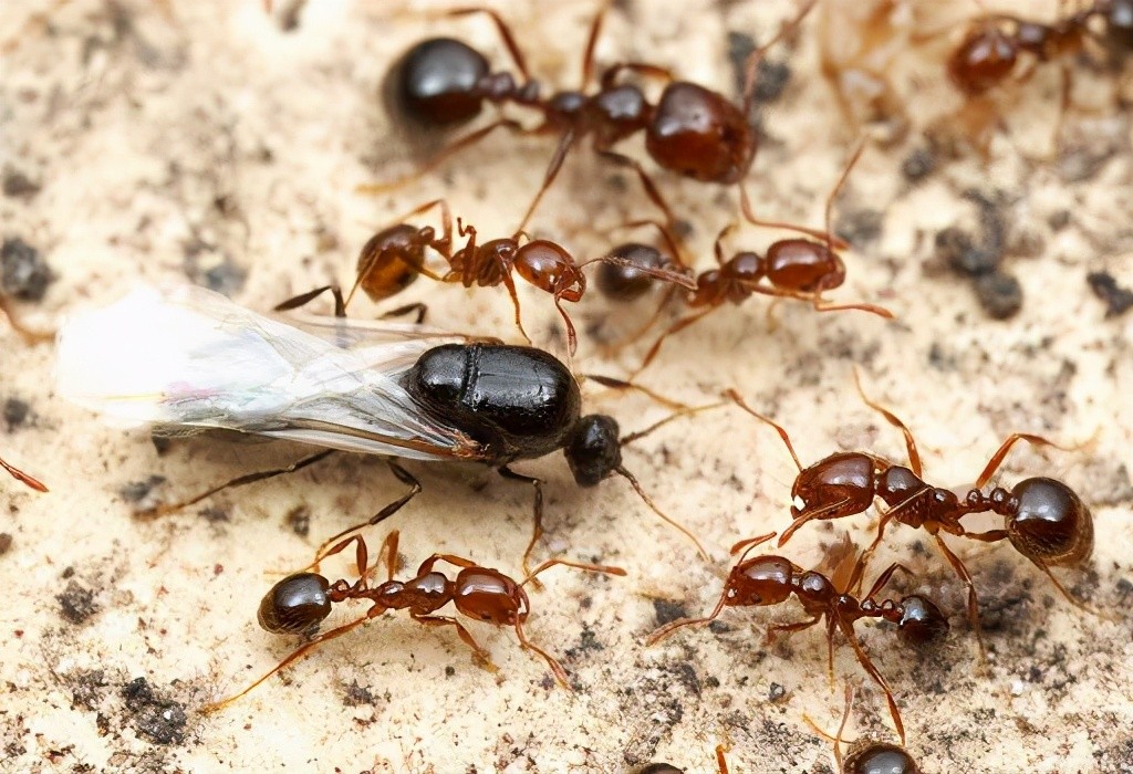 红火蚁入侵中国，或将造成1280亿元经济损失，物种入侵有多恐怖？