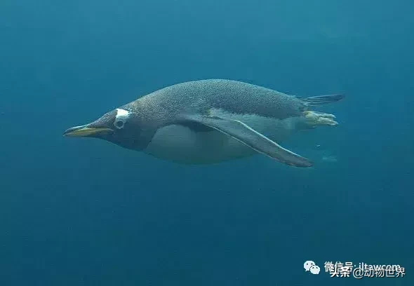 企鹅是鸟吗（带你了解世界上的18种企鹅）