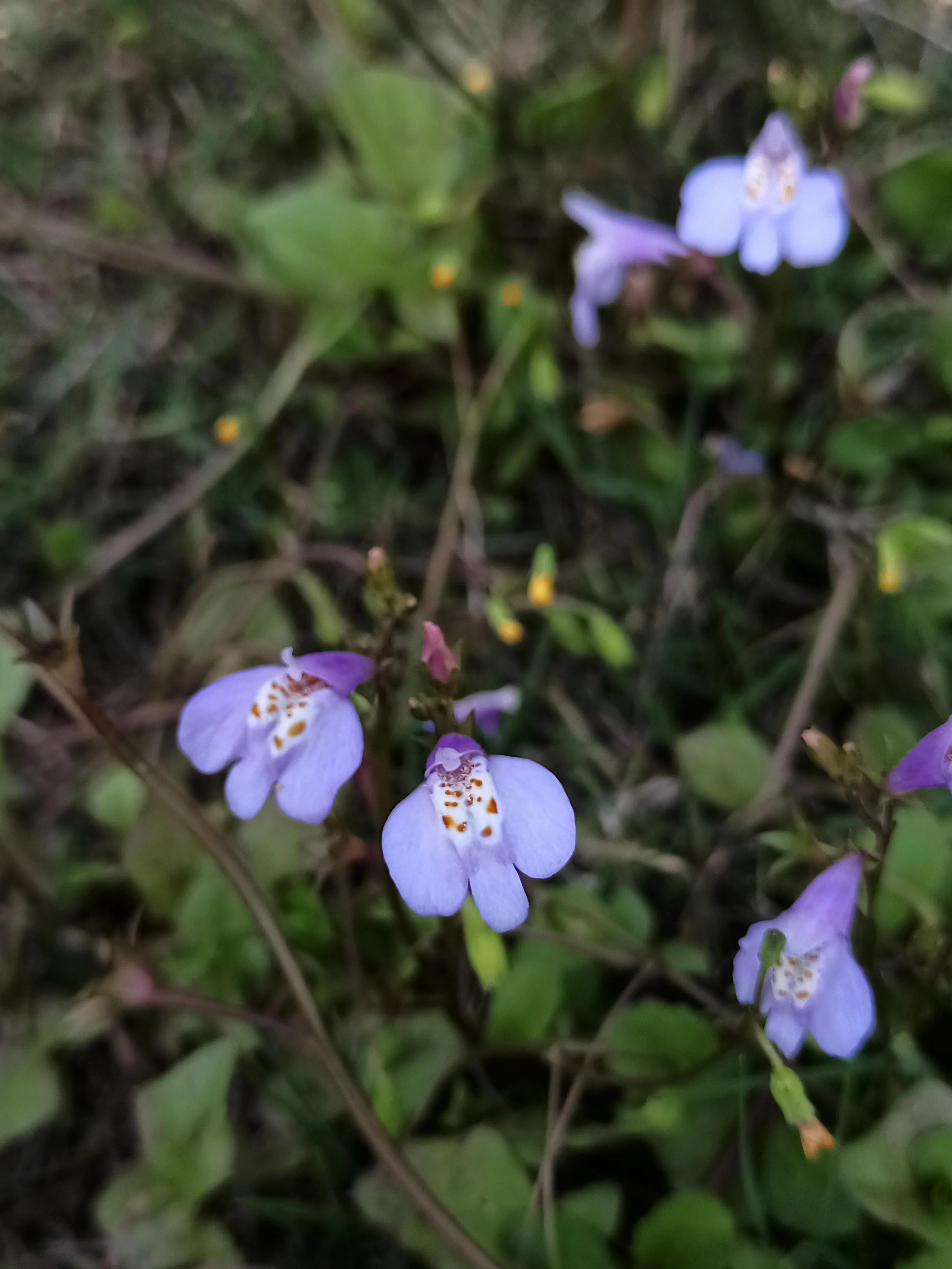 春紫菀是什么花（带你了解春紫菀花语与花期）
