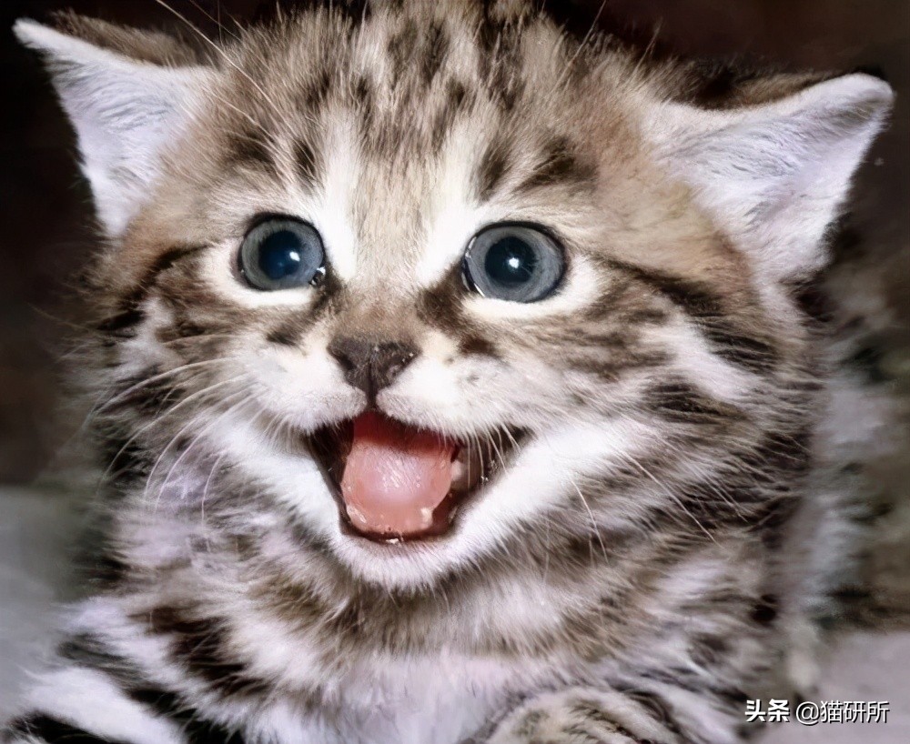 猫会笑吗你知道多少(猫咪是如何表达开心的)