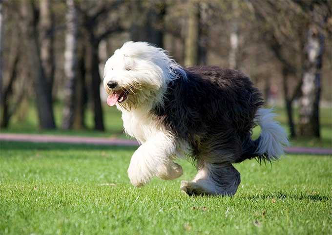 英國古代牧羊犬這種也是,如果是血統純正的幼犬,寵物店或專業狗舍裡