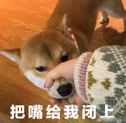 柴犬表情包：你惹什么不好，惹你爹我