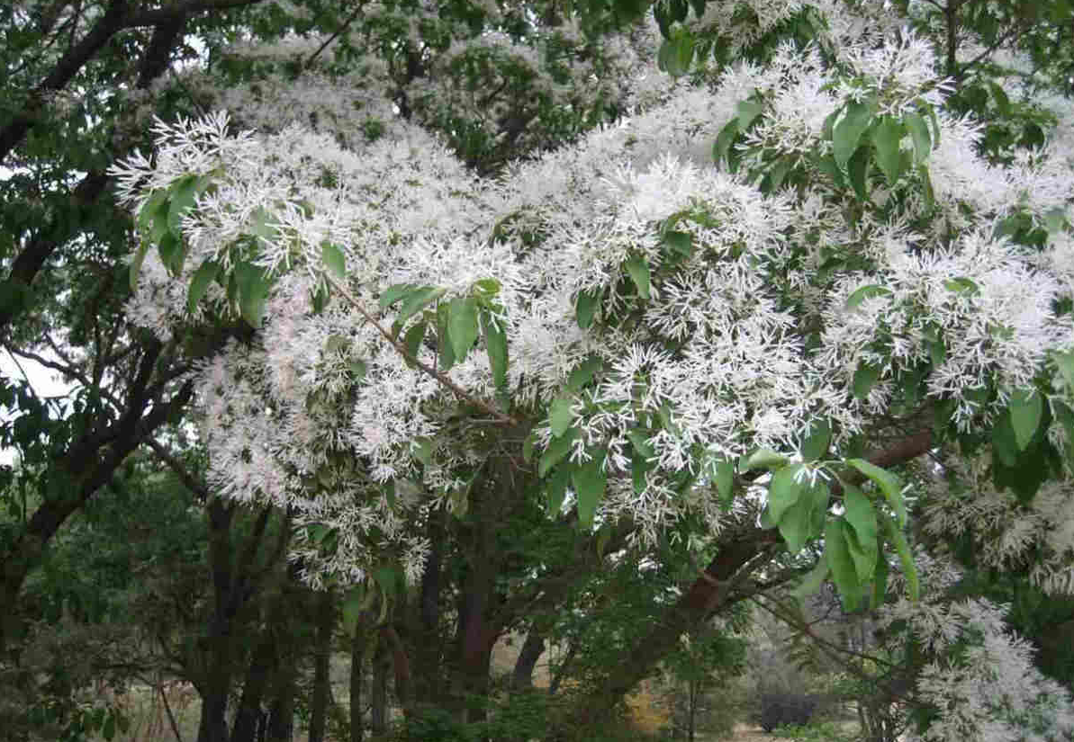 流苏树什么时候开花（洁白如雪的流苏树开花的方法）