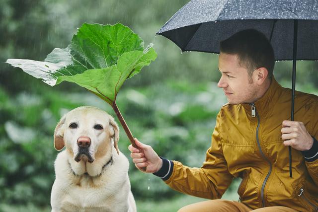 拉布拉多犬价格昂贵，离不开这“5个原因”