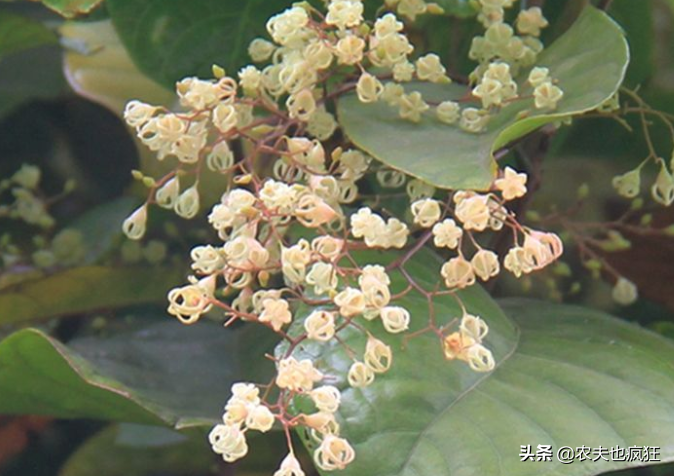 鳳眼果的功效與作用,鳳眼果的功效與作用及禁忌