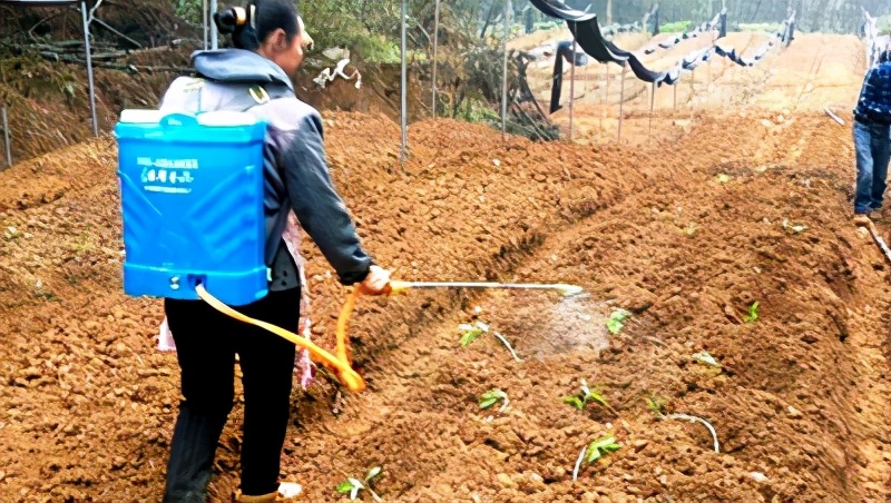 黃精種植技術,黃精種植技術與種植方法管理
