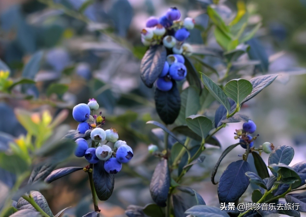 蓝莓成熟啦！彭山“蓝胖子”，“莓”你不行