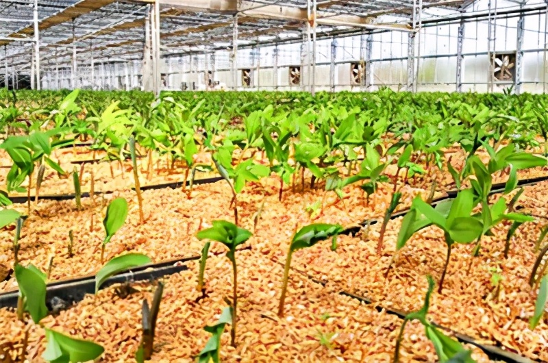 黃精種植技術,黃精種植技術與種植方法管理