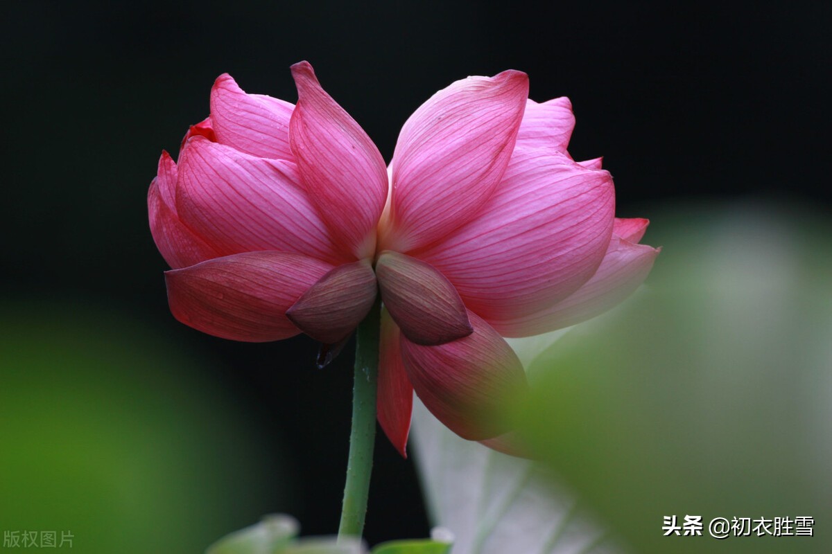 ​红荷花诗词名句10首：芙蓉葩红鲜，莲心彻底红