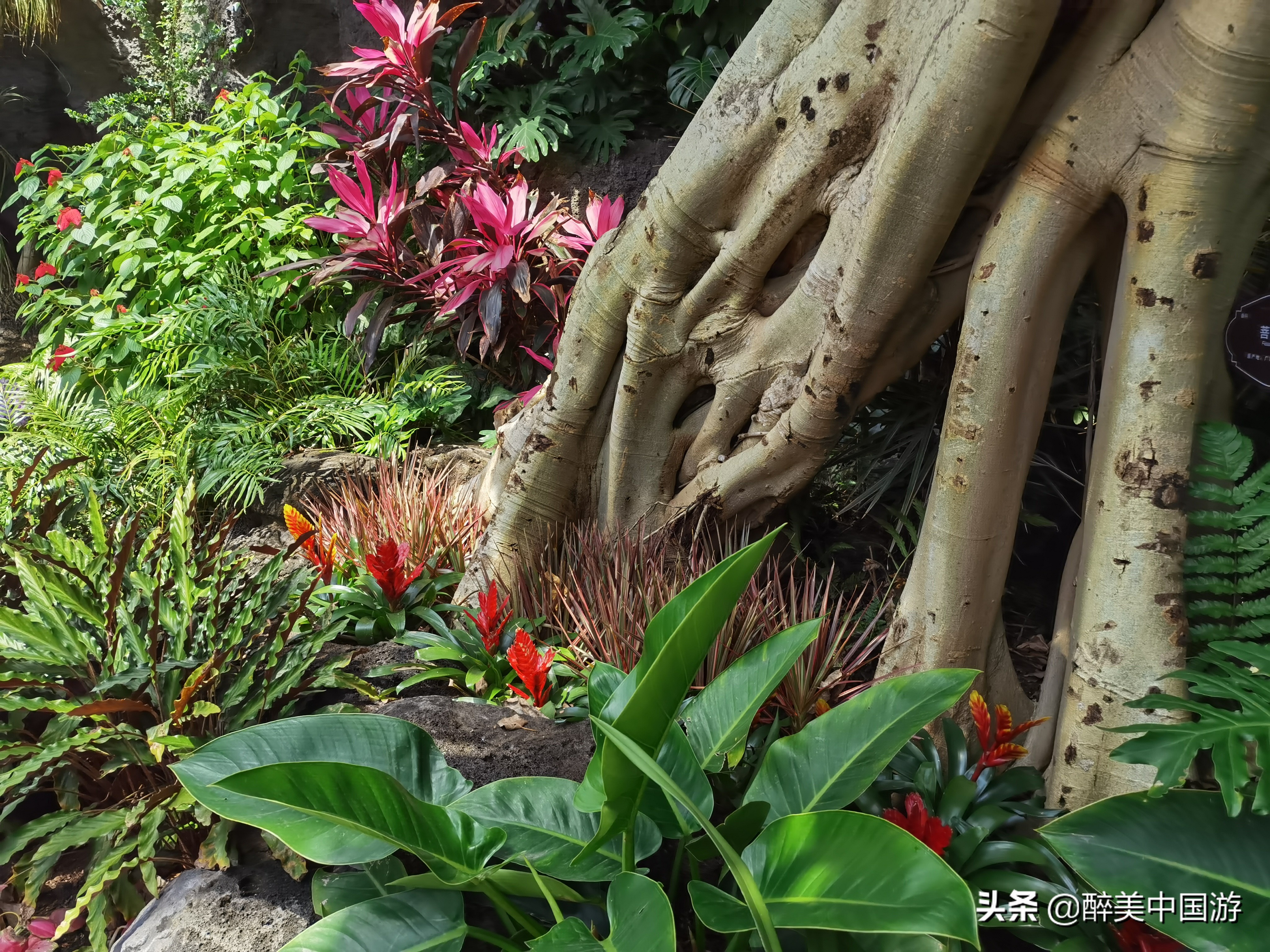 热带雨林植物景观特点图片