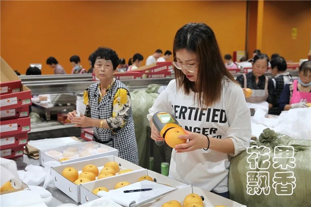 品质越种越差，价格越卖越低，国内水果行业的怪圈怎么破？