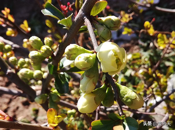 白杨树花开，大地春正深