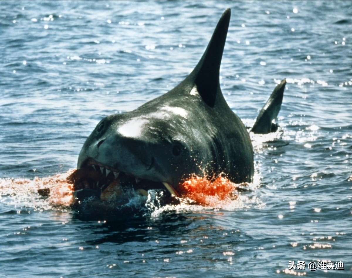 《大白鲨》：拍摄时导演让制作组心态爆炸，上映后却打破票房纪录