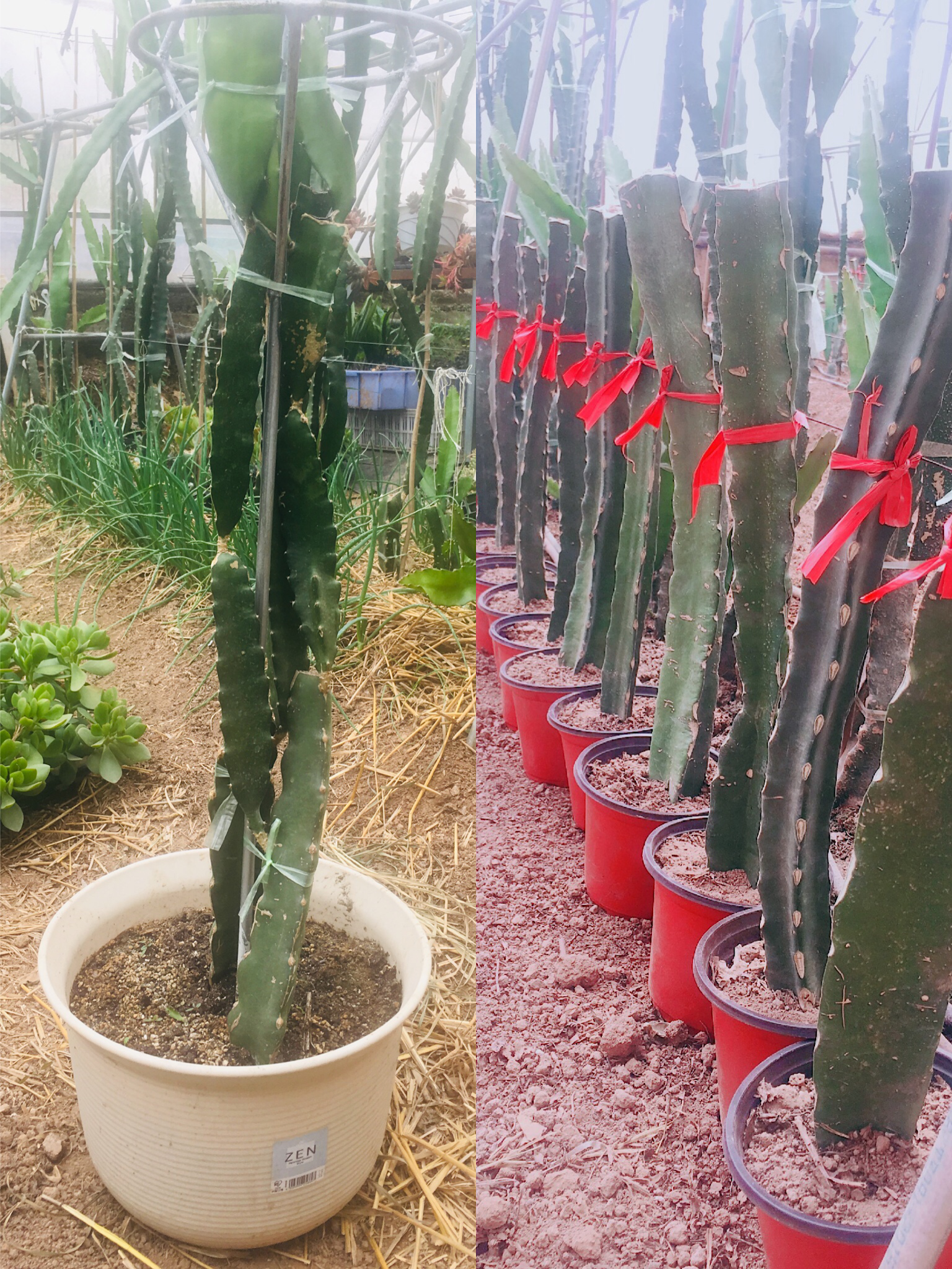 家庭火龙果的盆栽方法,一学就会!