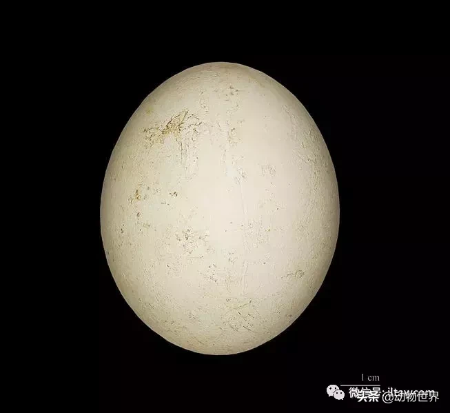 企鹅是鸟吗（带你了解世界上的18种企鹅）