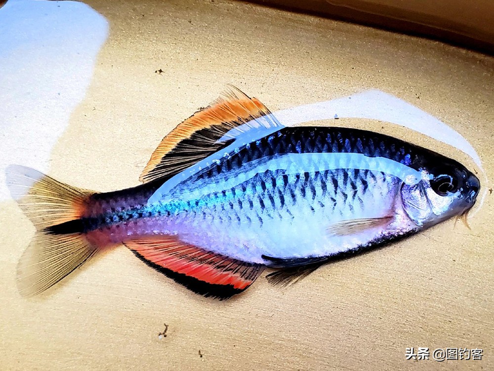 鲣鱼怎么读？鳑鲏鱼人人皆知，鲣鱼读音你掌握了吗？