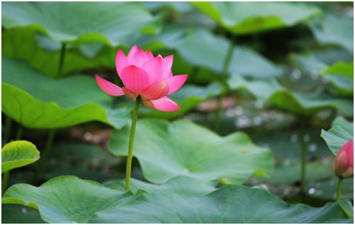莲花向来是高雅高洁的代名词，注意养护技巧，自家也能养