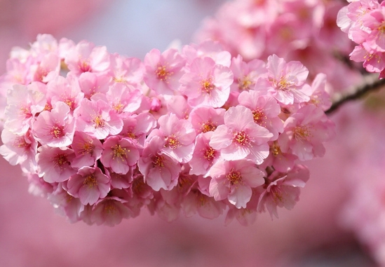 诗词|| 在唐诗宋词里，下一场樱花雨，迎接春天的到来