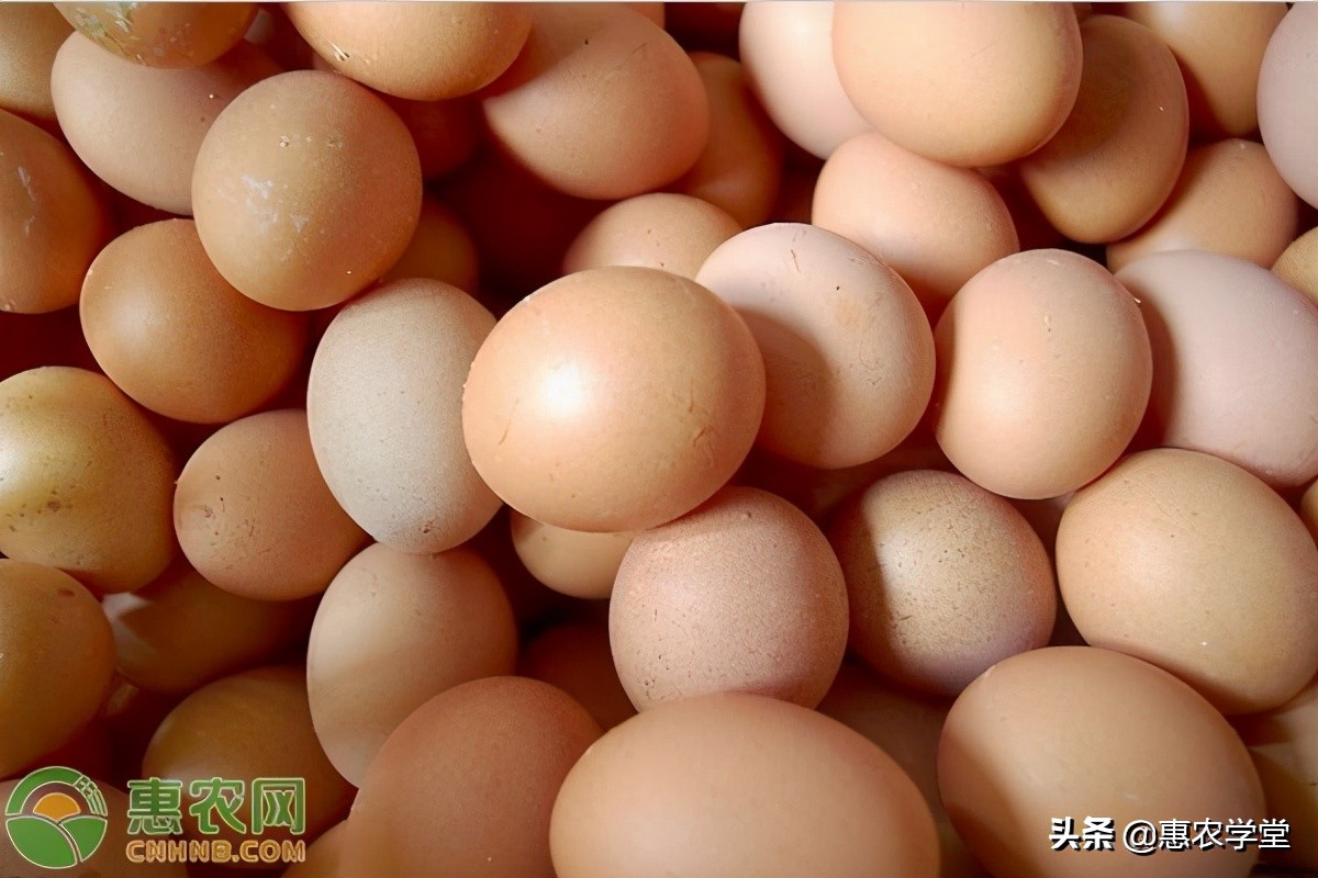 今日鸡蛋价格多少钱一斤？2021年3月鸡蛋价格最新行情预测