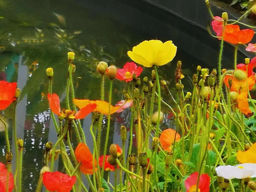天河｜花城看花丨天河公园，虞美人花开，春摇荡