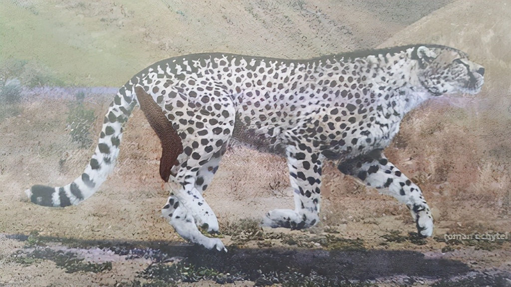 盘点10种最强大的史前猫科动物,洞狮仅排第7,多数能秒杀东北虎