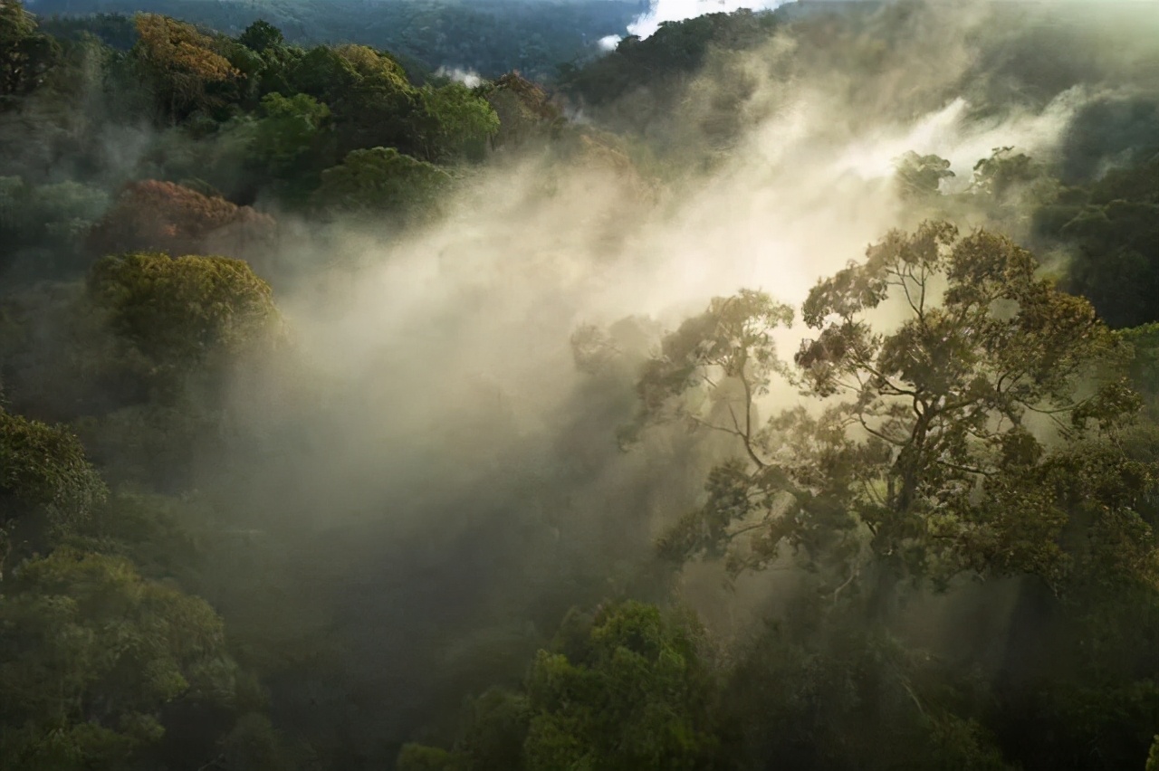 沉香木產地,沉香木產地哪里的最好