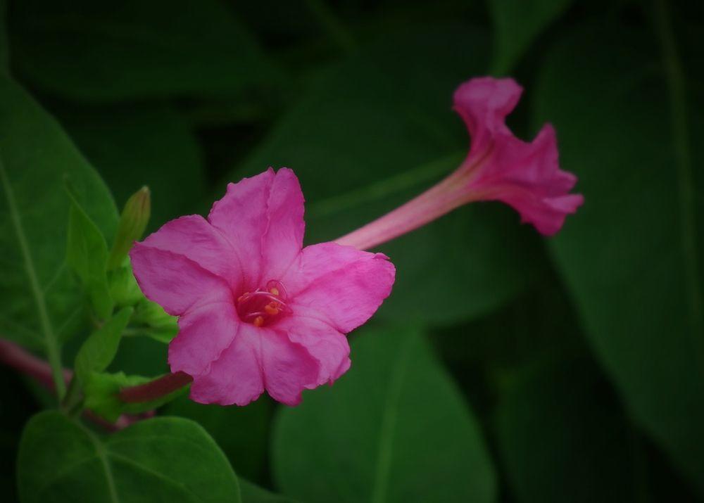 夜来香几月开花,夜来香几月开花几月结束