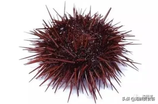 市场常见的102种海鲜，肉质鲜美，营养丰富，你们吃过几种？