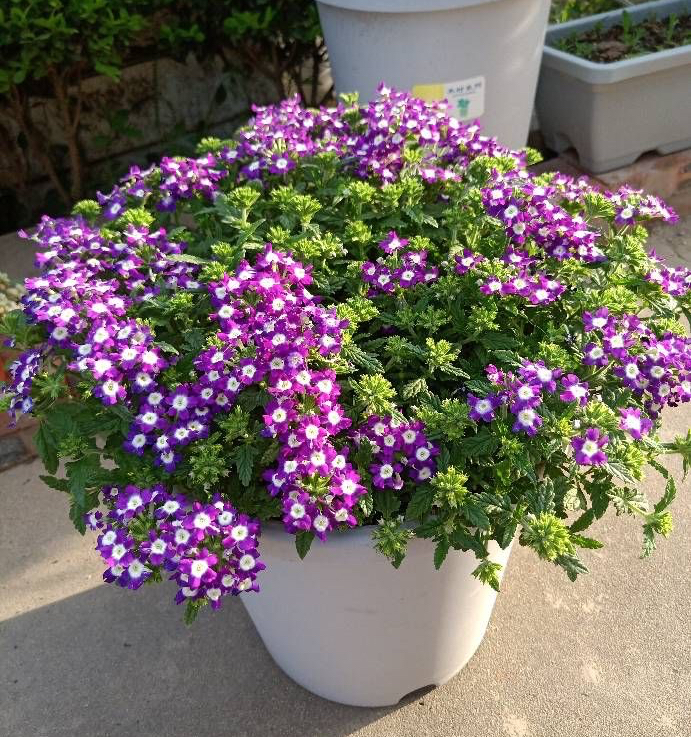 13天津美女樱盆栽怎么养不容易死「记得收藏」 -骁龙网