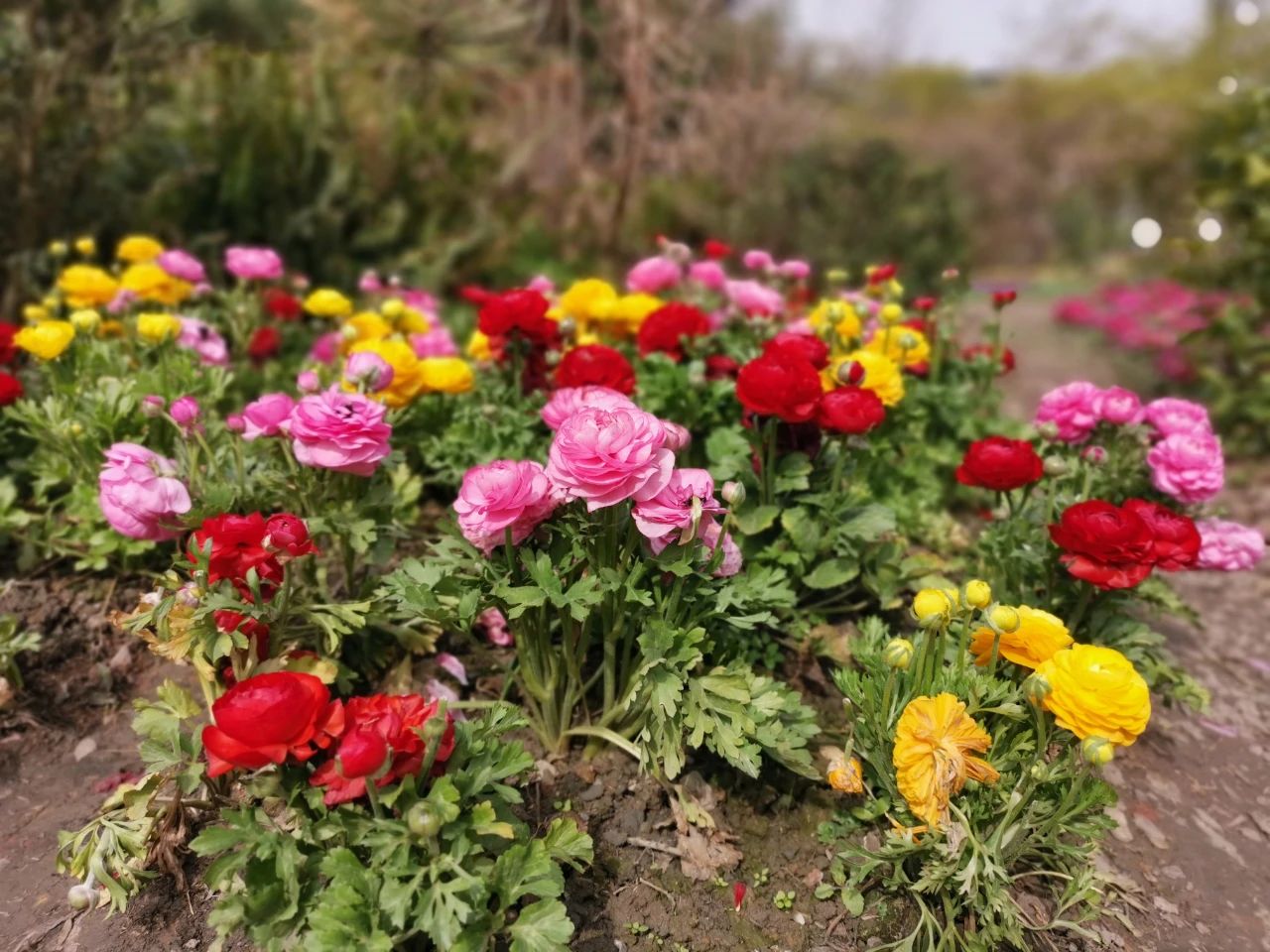 三四月份开的花（3月份灿烂开花的观赏花卉）