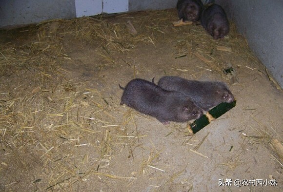 竹鼠养殖技术教程（竹鼠的生活习性和养殖方法）