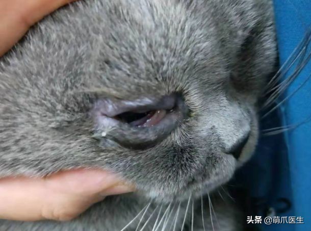 猫咪眼部分泌物不容忽视！预防眼部疾病，清洁和健康饮食很重要