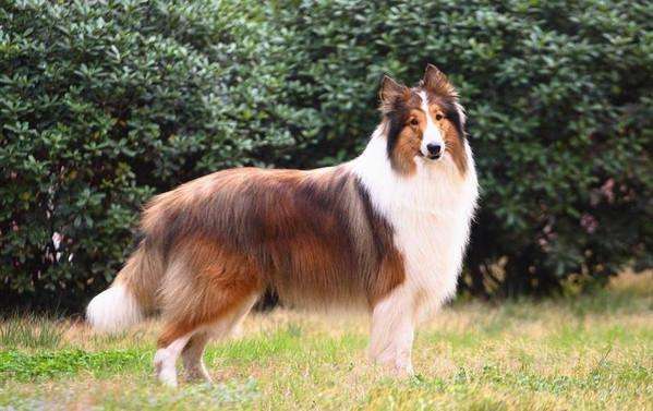 苏格兰牧羊犬图片