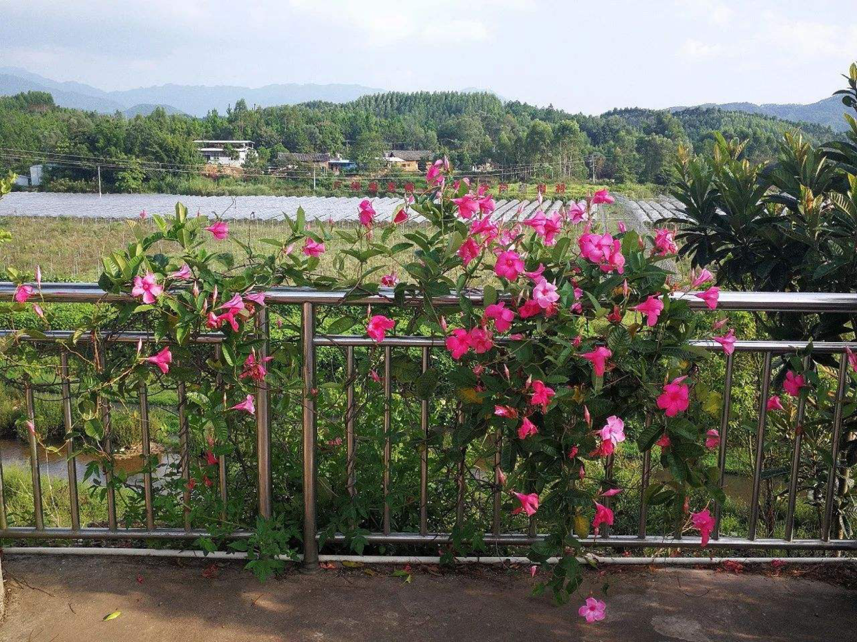 自从养了这花(养了许多花)
