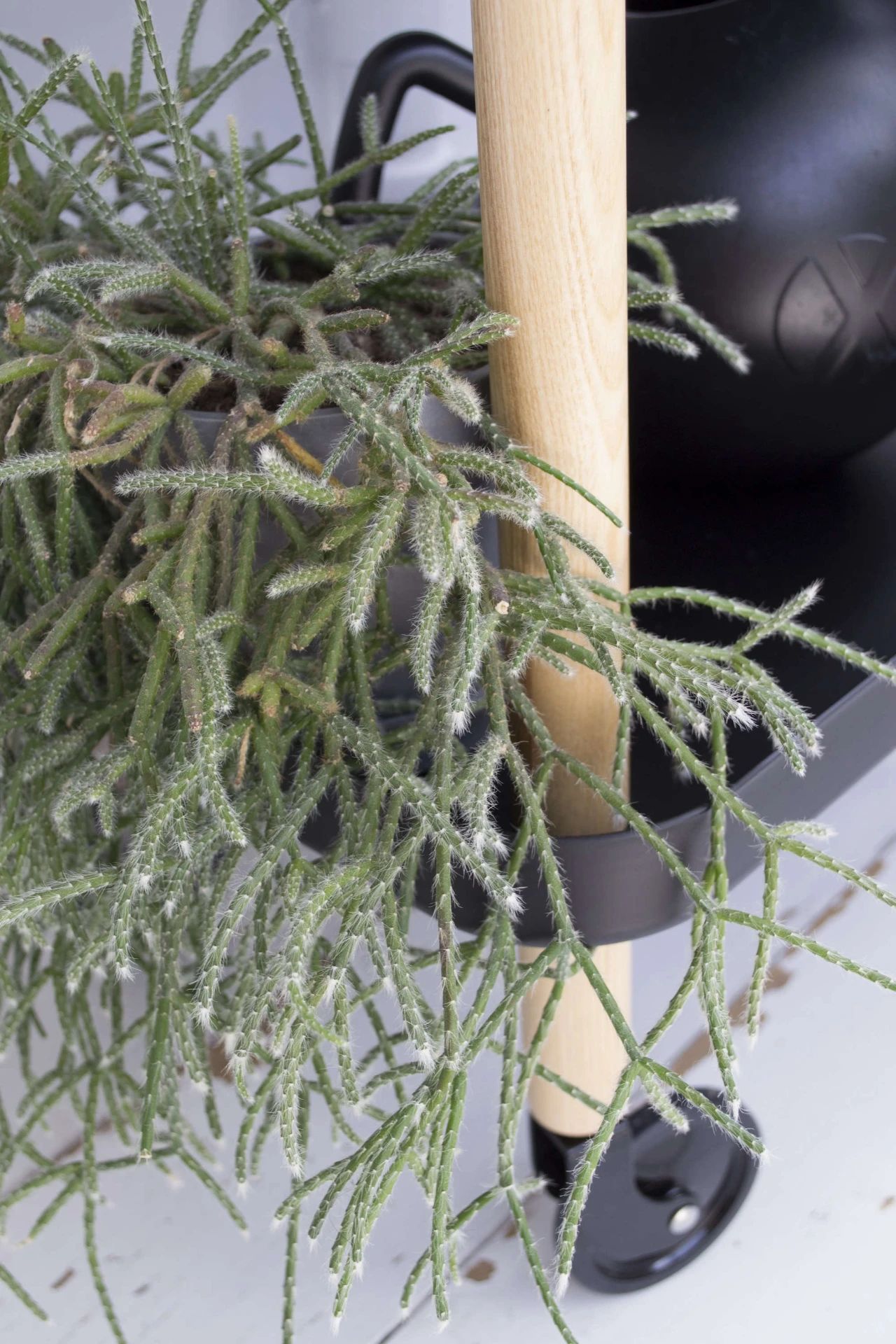 仙人掌的茎(很适合养朝东朝北窗台的槲寄生仙人掌)