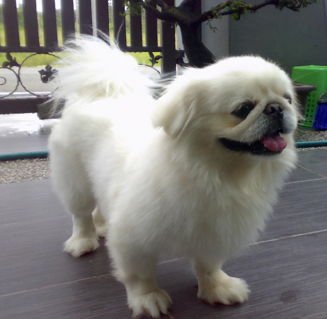 中国十大本土名犬名录：中华田园犬等经典犬种权威榜单
