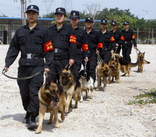 警犬会绝育吗？通过绝育的利弊，了解工作犬的特点和要求