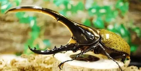 昆虫中的“大力神”，能举起超过自身重量850倍的物体，售价上千