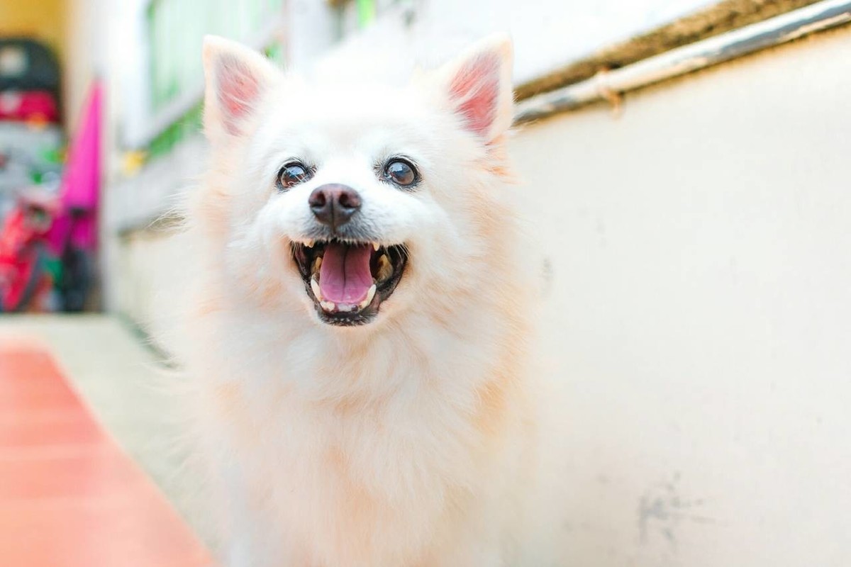 怎么解决幼犬晚上叫的情况（5个小招解决小狗整夜叫不停）